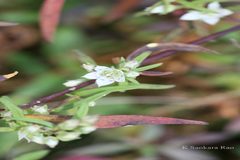 Swertia paniculata